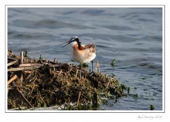 Wilson's Phalarope 4 copy.jpg